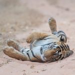 dabhadole-male-subadult-tiger-magadhi-zone-sighting-bandhavgarh