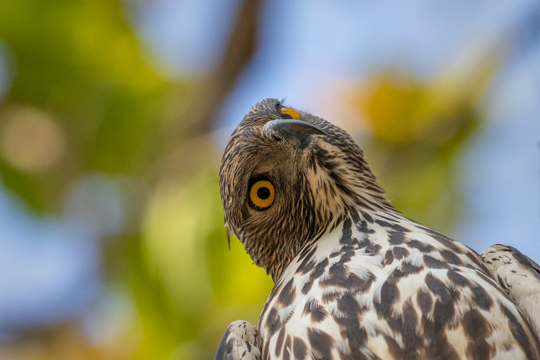 crested-chageable-hawk-eagle-bandhavgarh-birds-eye