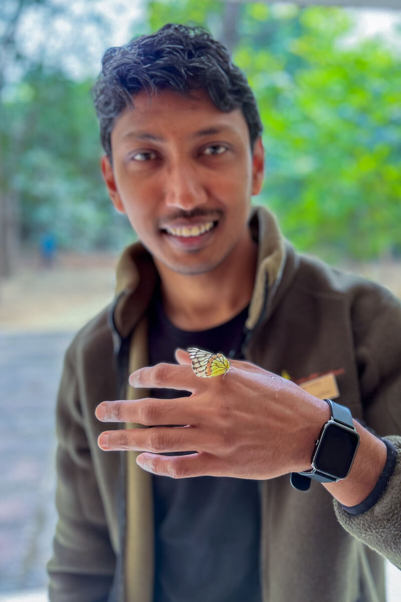 butterfly-zezebel-common-human-wildlife-symbiotic-relation-treehouse-manager-bandhavgarh