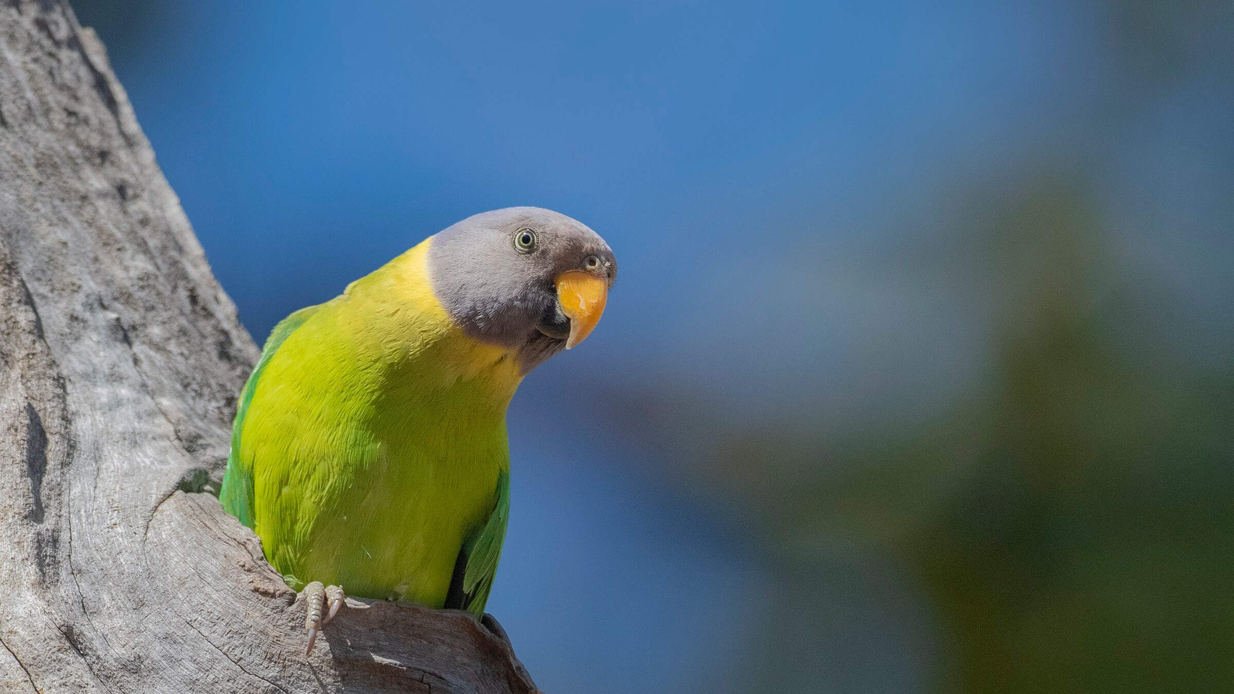 birding-central-india-safaris-ashish-private-guide