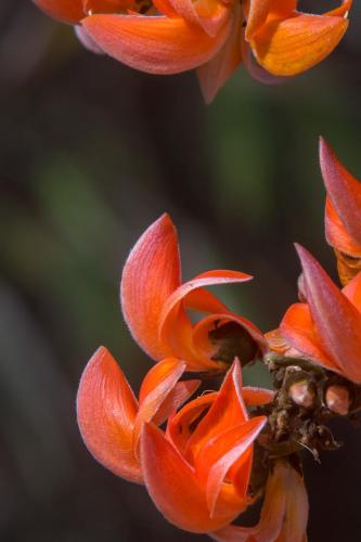flame-of-the-forest-palash-tree-flowers-central-india