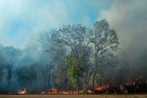 forest-fire-season-controlled-buring-national-parks-india