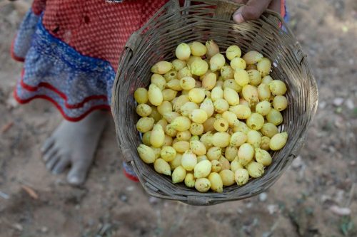 mahua-collection-central-india-ntfp