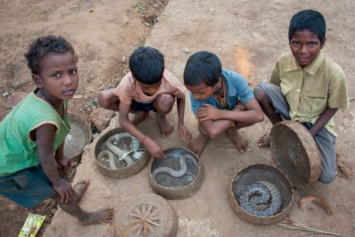snake-catcher-tribe-chhattisgarh-india-saur-gonds